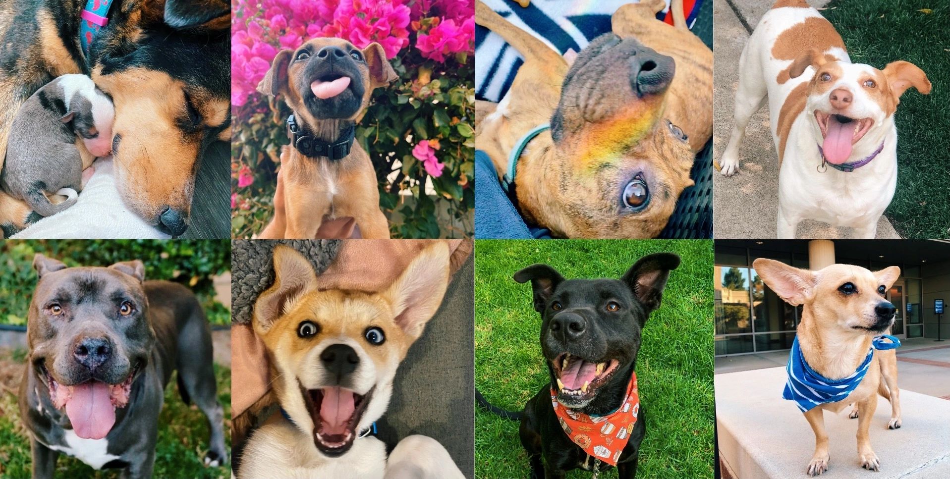 A Wish for Animals Dog Rescue Los Angeles, California